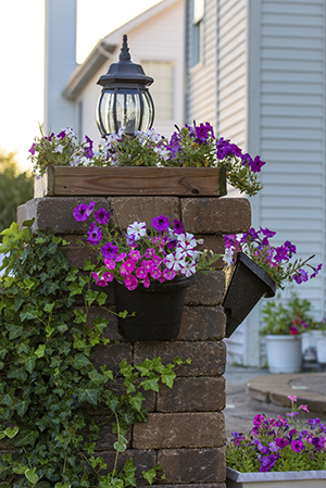 Petunias on the Brick Pillar