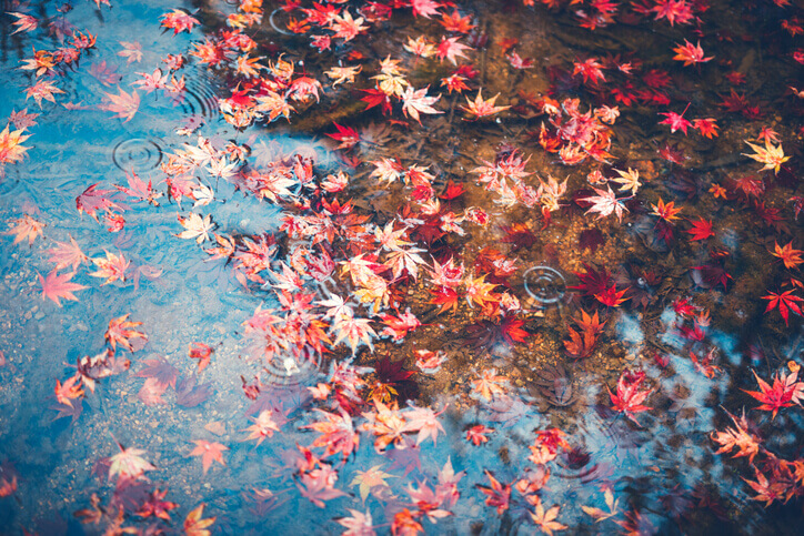 Autumn leaves in rain puddle. 