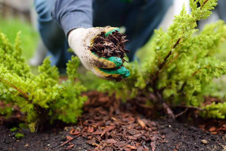 Person adding mulch with gloves on